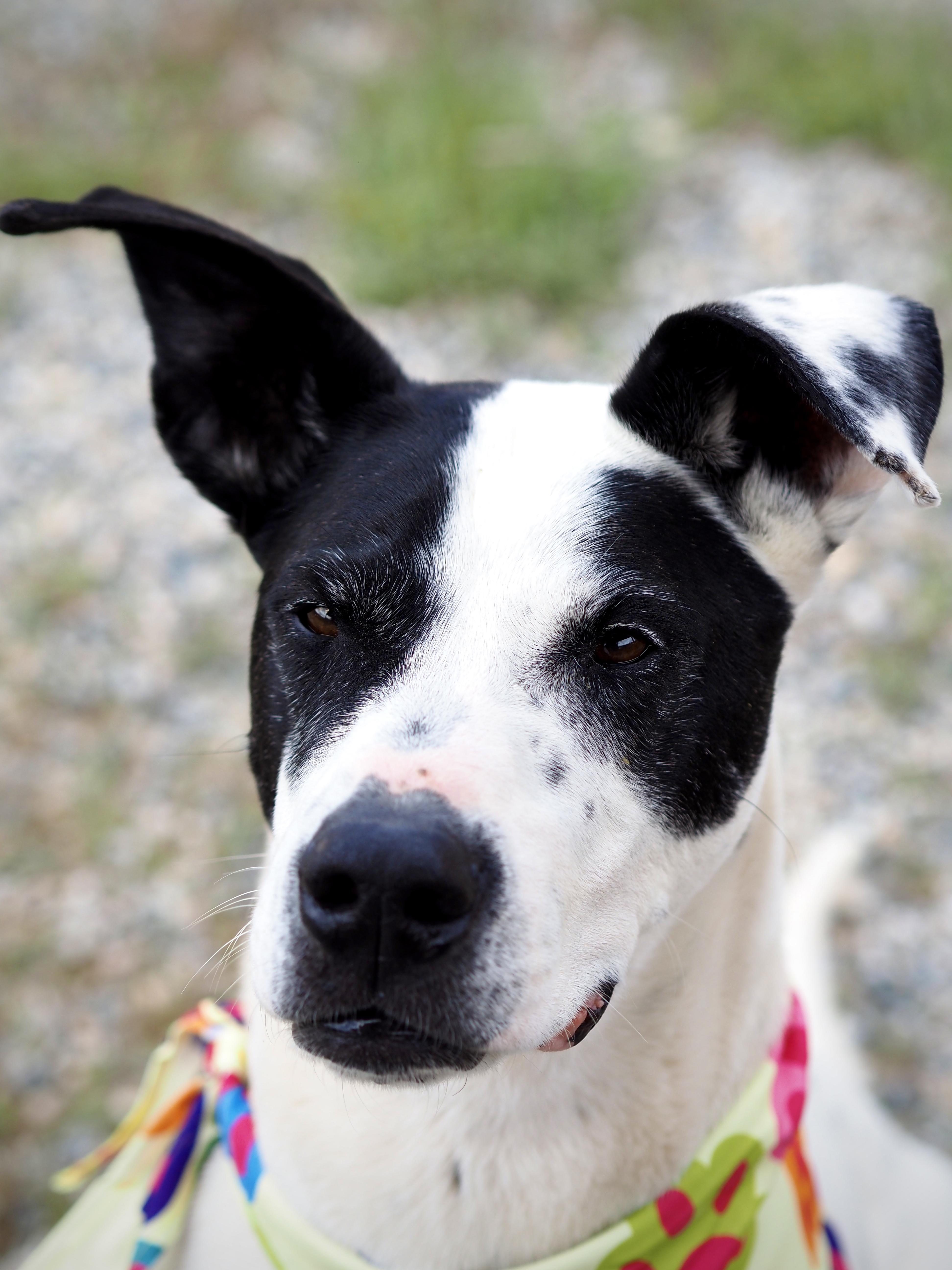 Floki, ADOPTABLE, Adult Female Great Dane.