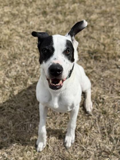 Enlarge Floki, a ADOPTABLE mixed breed in Buena Vista, CO image 2/3