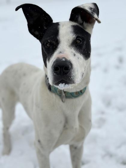 Enlarge Floki, a ADOPTABLE mixed breed in Buena Vista, CO image 3/3