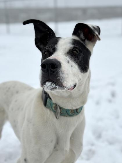 Enlarge Floki, a ADOPTABLE mixed breed in Buena Vista, CO image 1/3