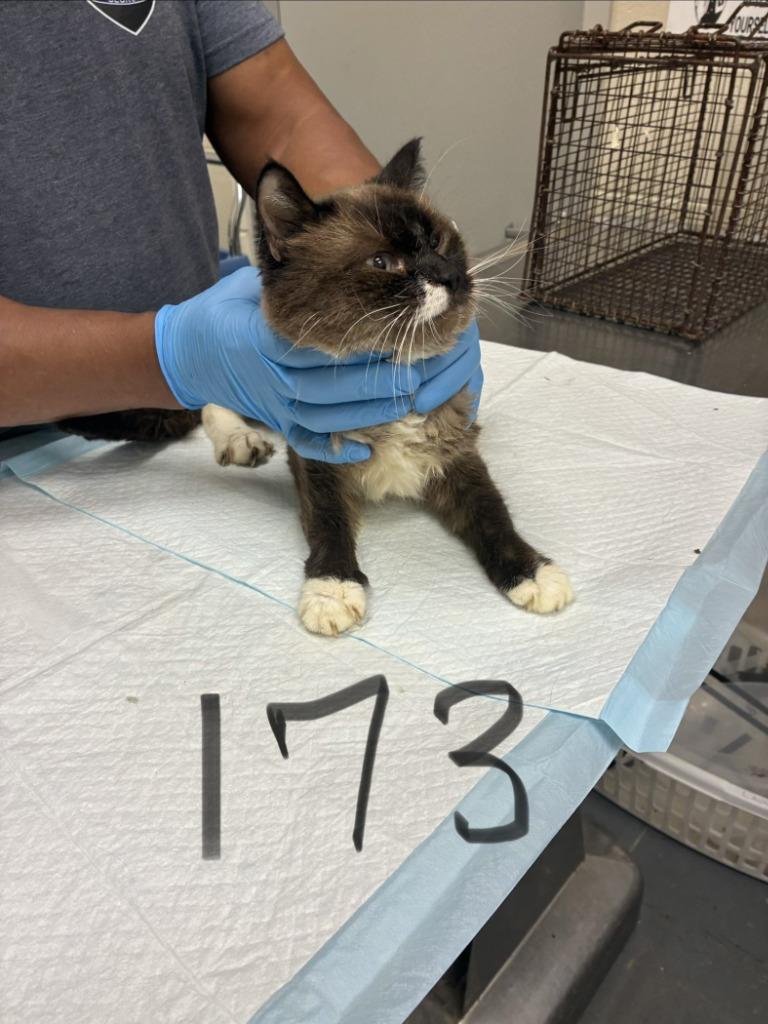 2026-06-173, Adopted, Adult Male Siamese.