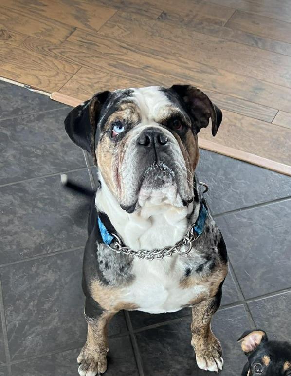 Zeus 25-211, ADOPTABLE, Adult Male English Bulldog.
