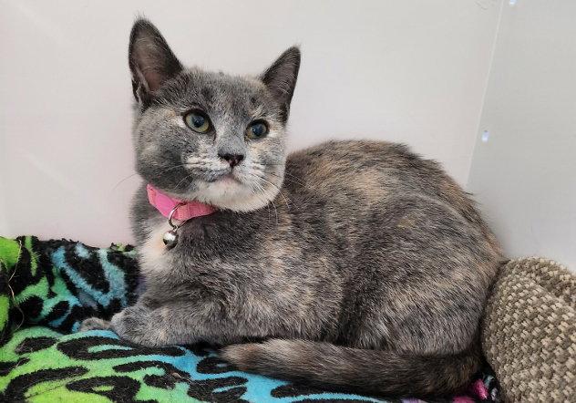 Shells, Adoptable, Adult Female Domestic Short Hair.