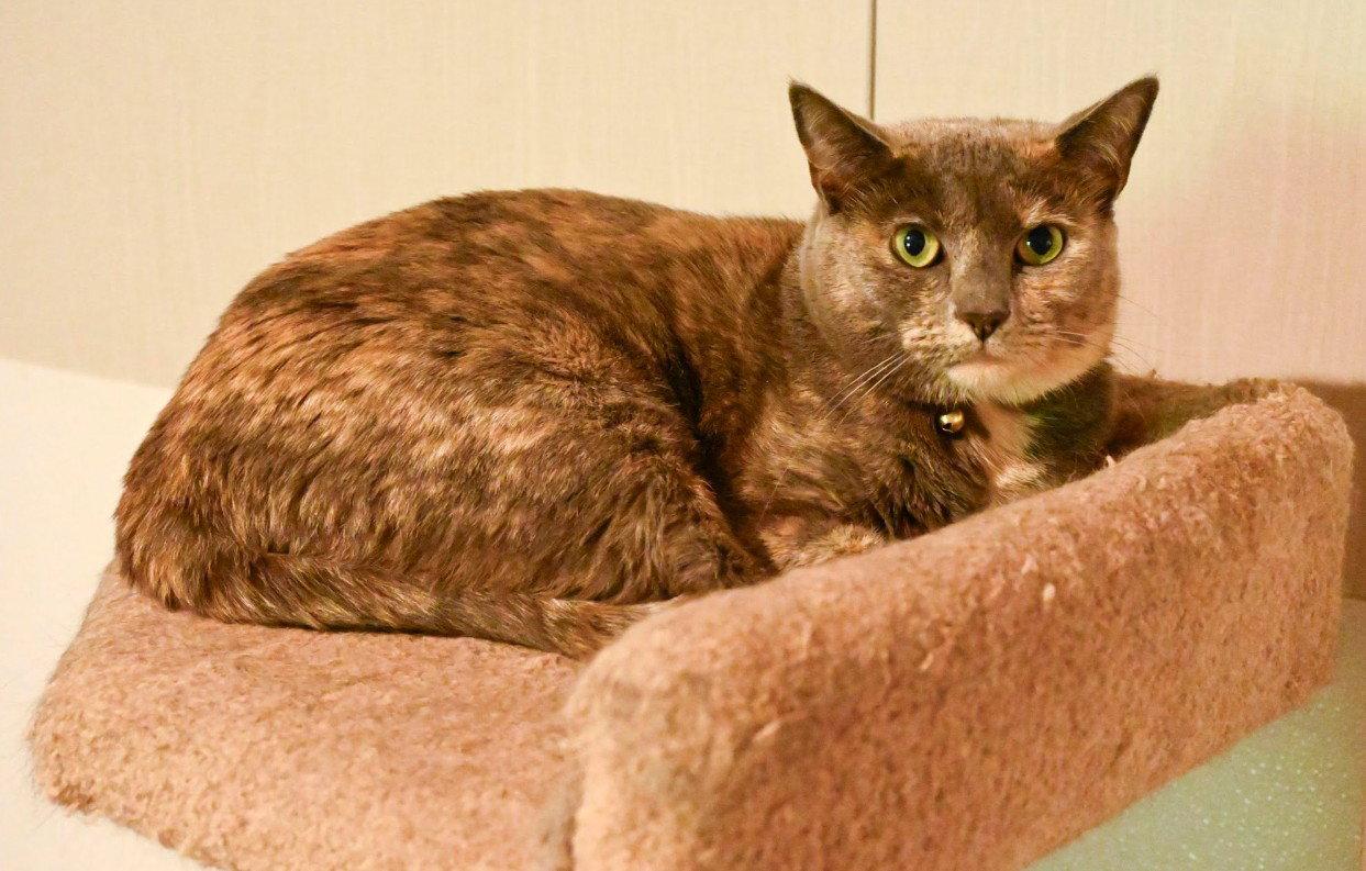 Shells, a Adoptable Domestic Short Hair in Hampstead, NC image 2/3