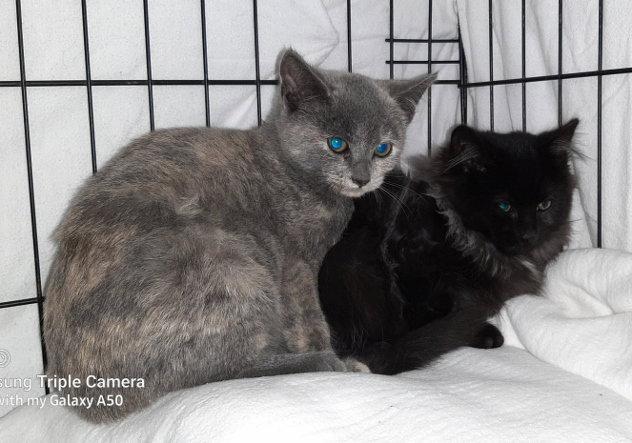 Shells, a Adoptable Domestic Short Hair in Hampstead, NC image 3/3
