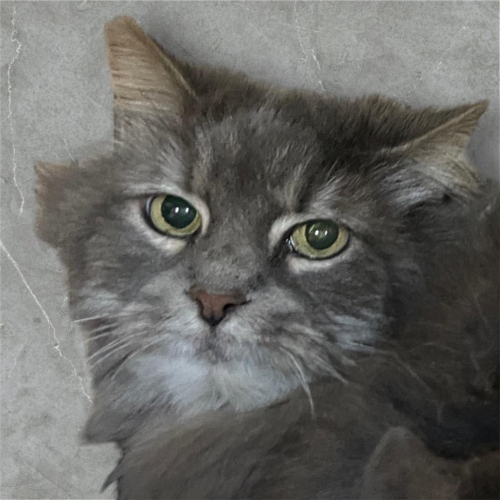 Sassy, Adoptable, Adult Female Ragdoll.