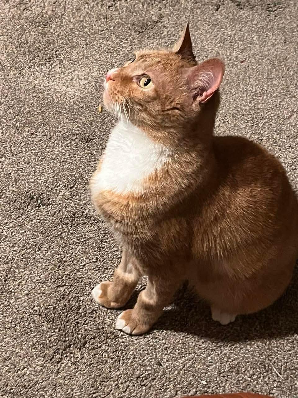 Enlarge Serenity , a ADOPTABLE Domestic Short Hair in Ludington, MI image 2/4