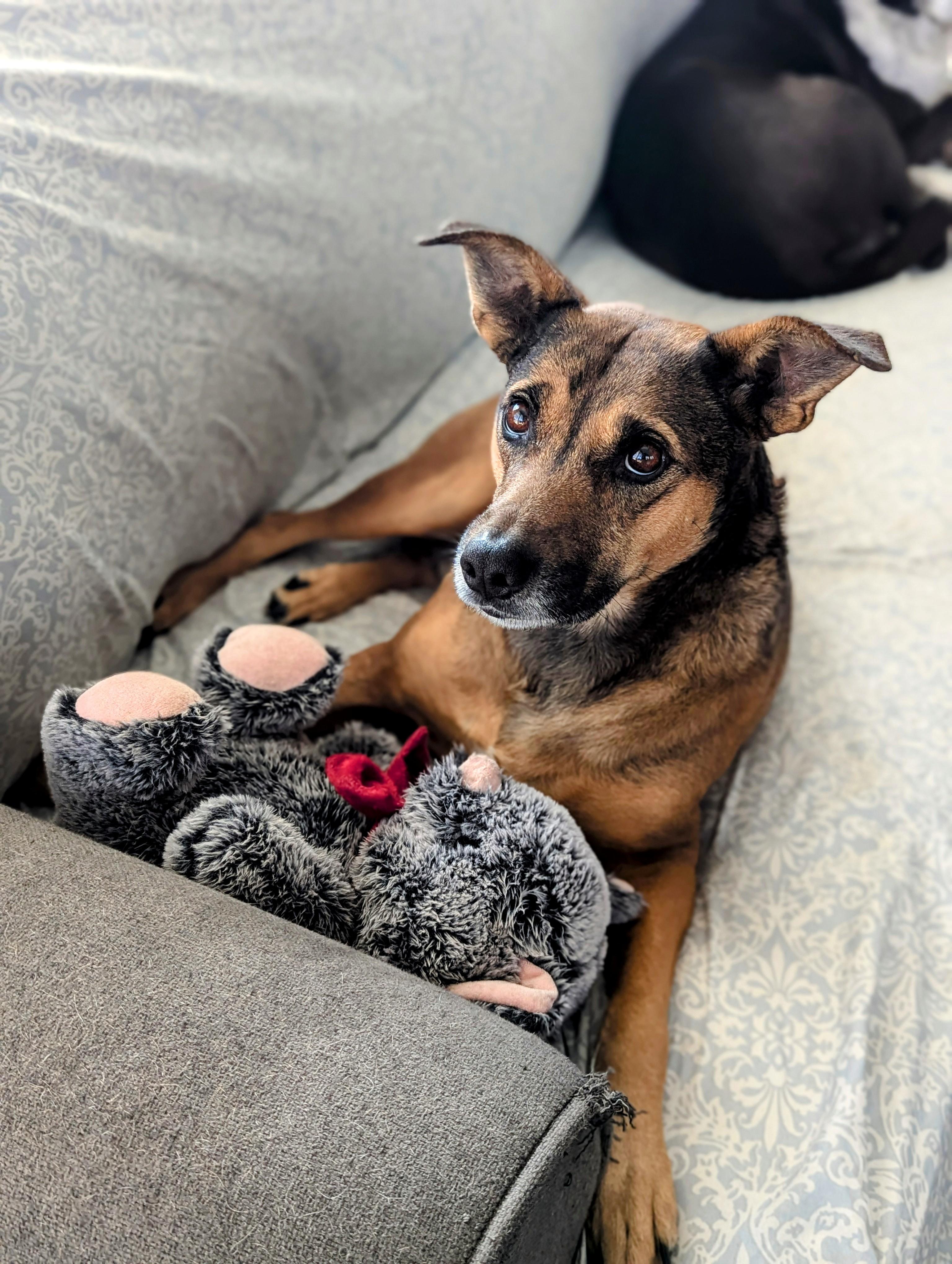 Dawson, Adoptable, Adult Male Terrier & German Shepherd Dog.
