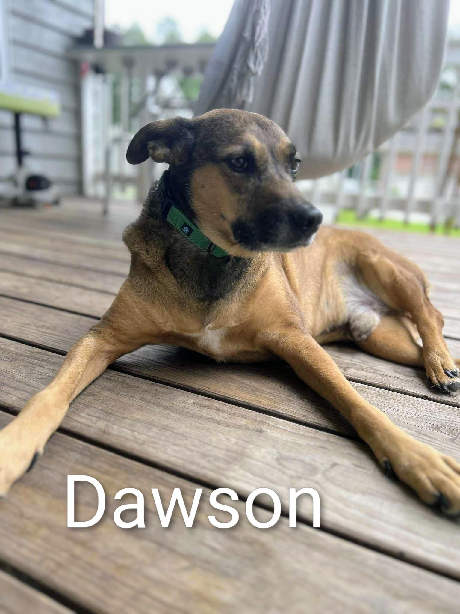 Enlarge Dawson, a Adoptable mixed breed in Raeford, NC image 2/6