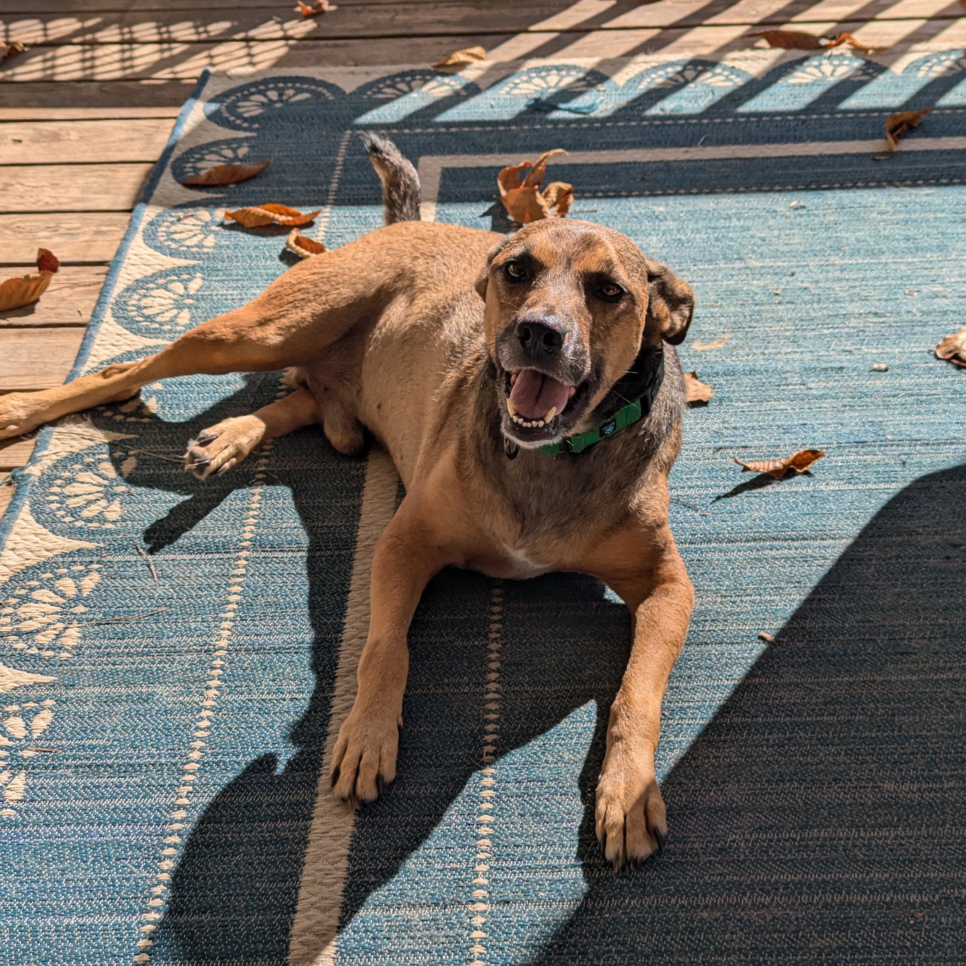 Enlarge Dawson, a Adoptable mixed breed in Raeford, NC image 4/6