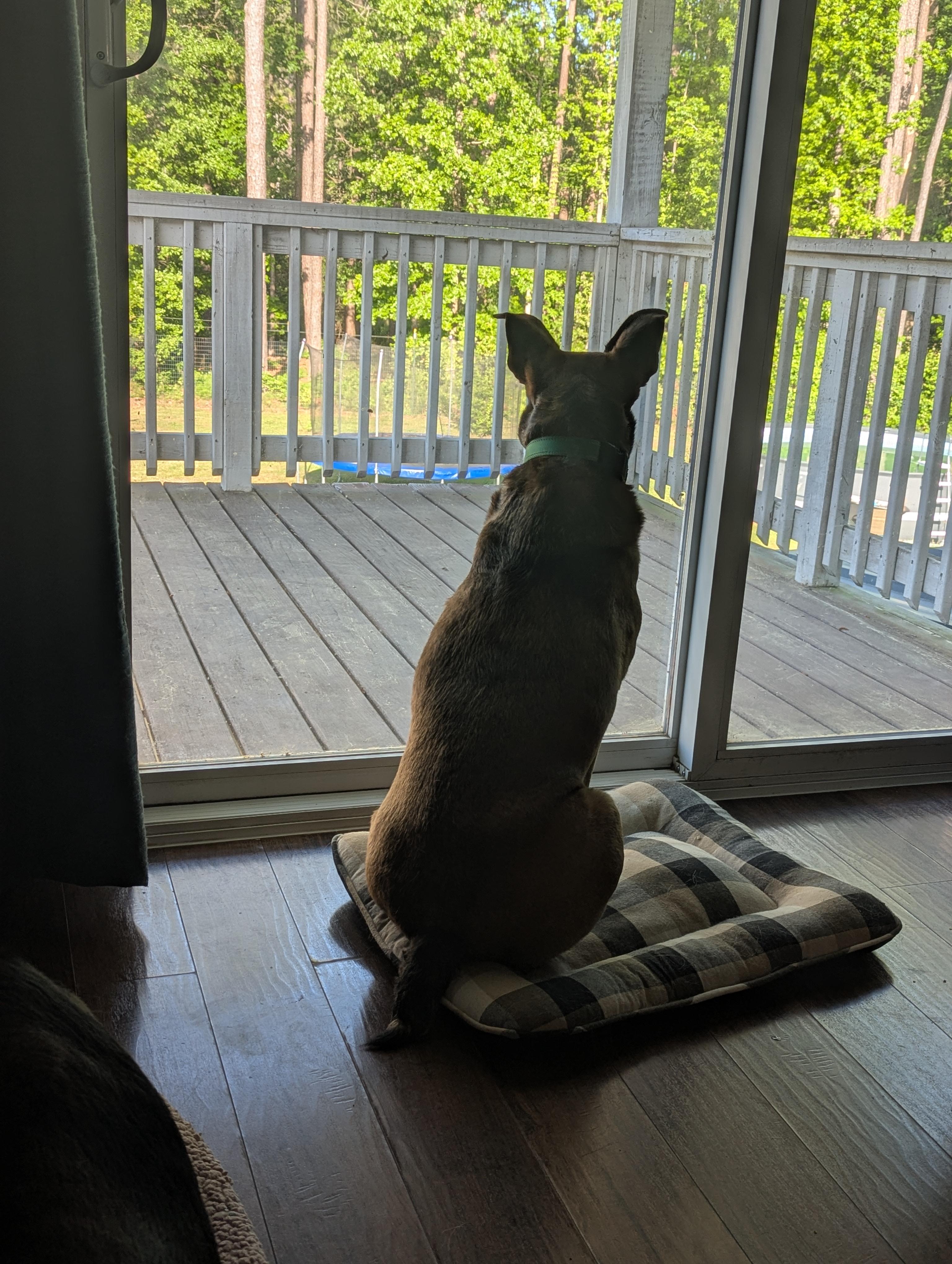 Dawson, an adoptable Terrier in Raeford, NC, 28376 | Photo Image 2