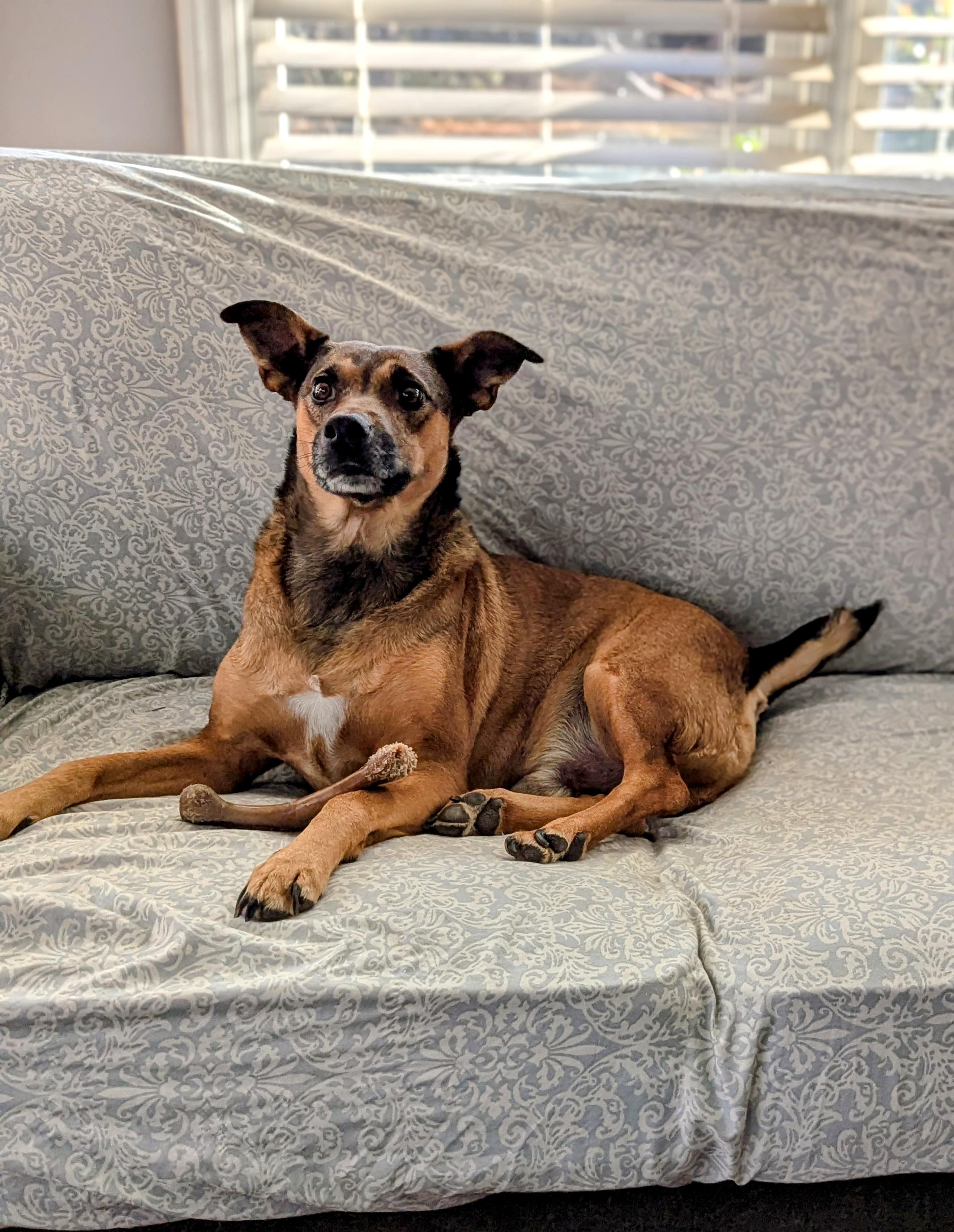 Enlarge Dawson, a Adoptable mixed breed in Raeford, NC image 6/6
