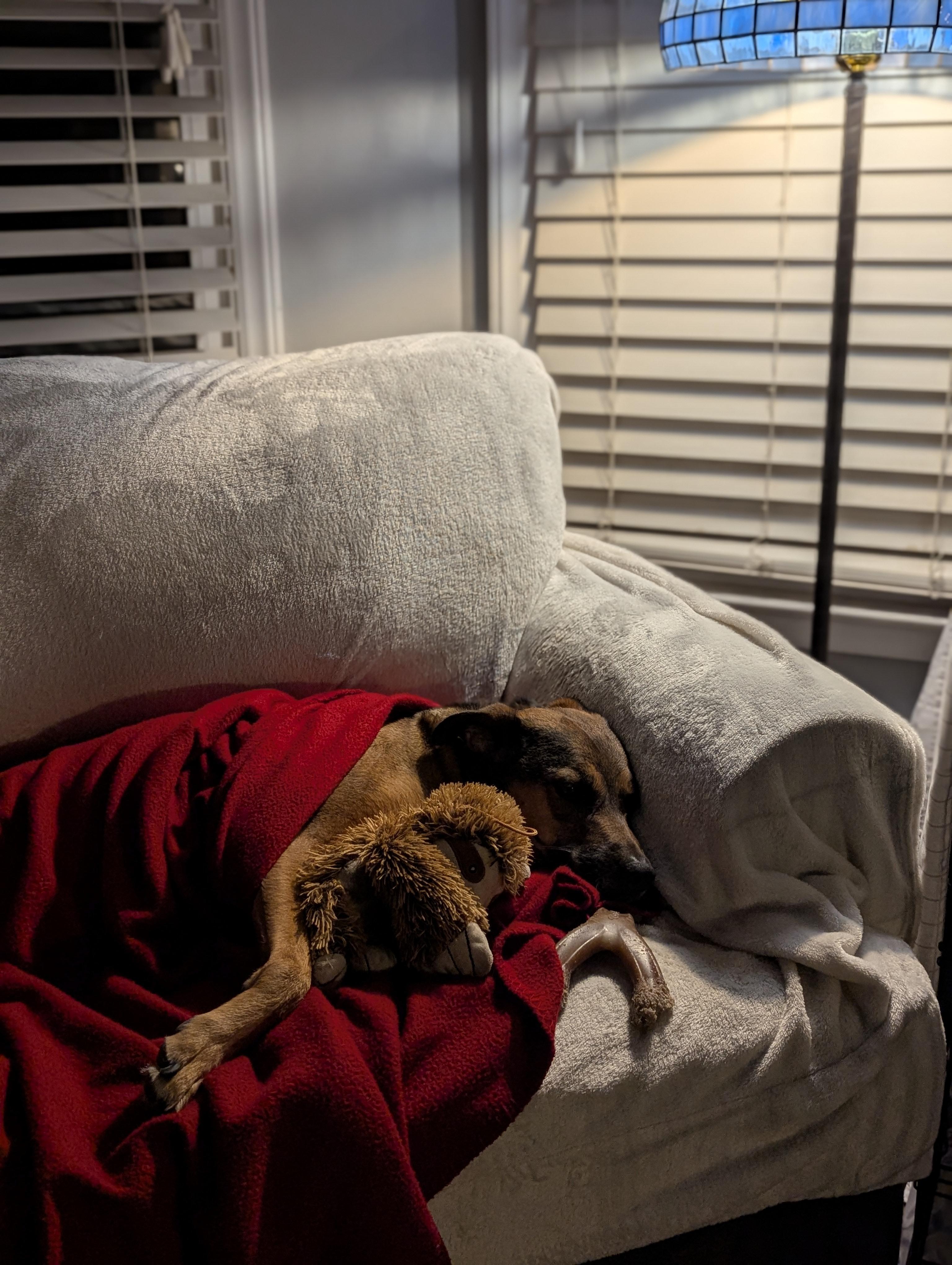 Dawson, an adoptable Terrier in Raeford, NC, 28376 | Photo Image 3