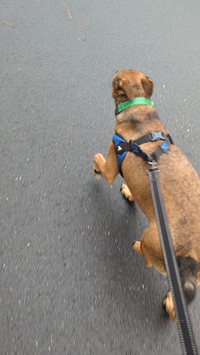 Enlarge Dawson, a Adoptable mixed breed in Raeford, NC video 5/6