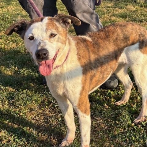 Enlarge TRISHA, an adoptable mixed breed in Delano, CA image 3/6