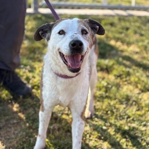 Enlarge TRISHA, an adoptable mixed breed in Delano, CA image 4/6