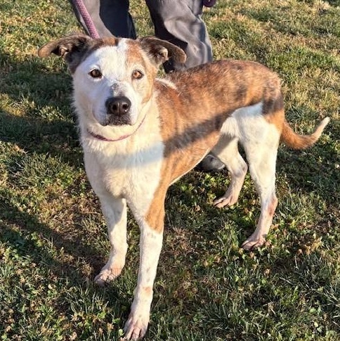 Enlarge TRISHA, an adoptable mixed breed in Delano, CA image 5/6