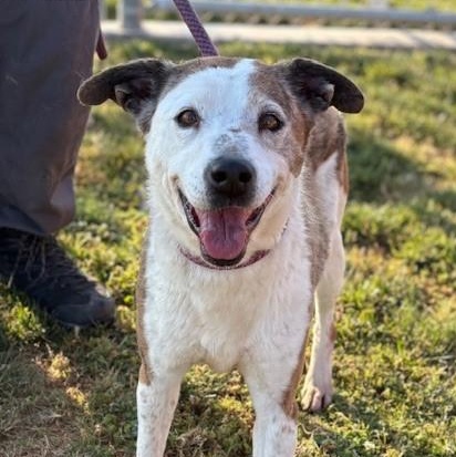 Enlarge TRISHA, an adoptable mixed breed in Delano, CA image 1/6