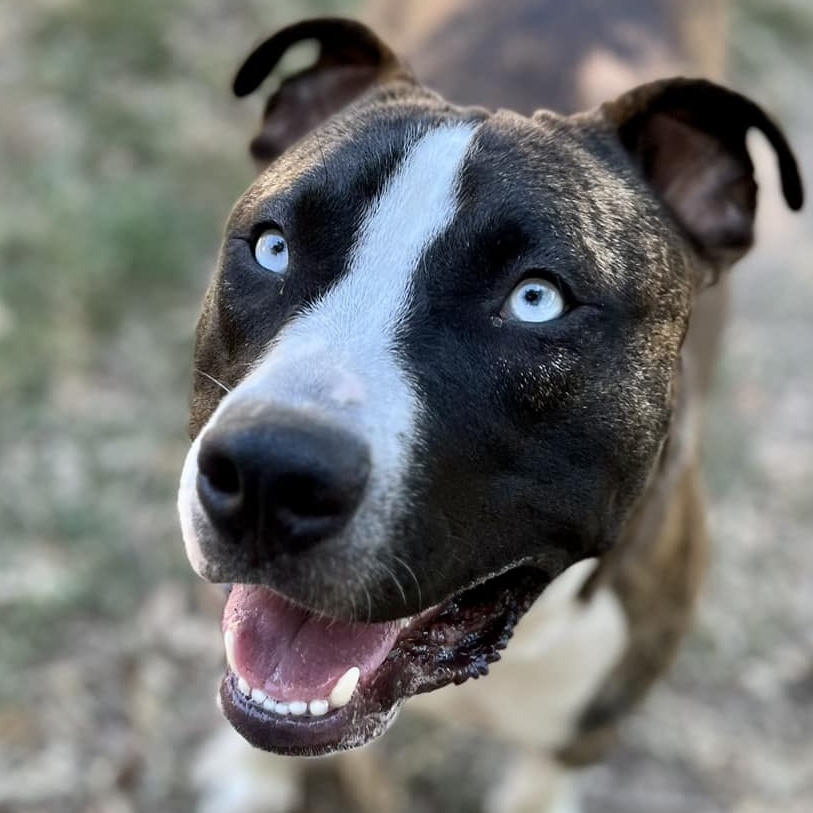 Enlarge Tyler, a Adoptable mixed breed in Georgetown, TX image 1/6