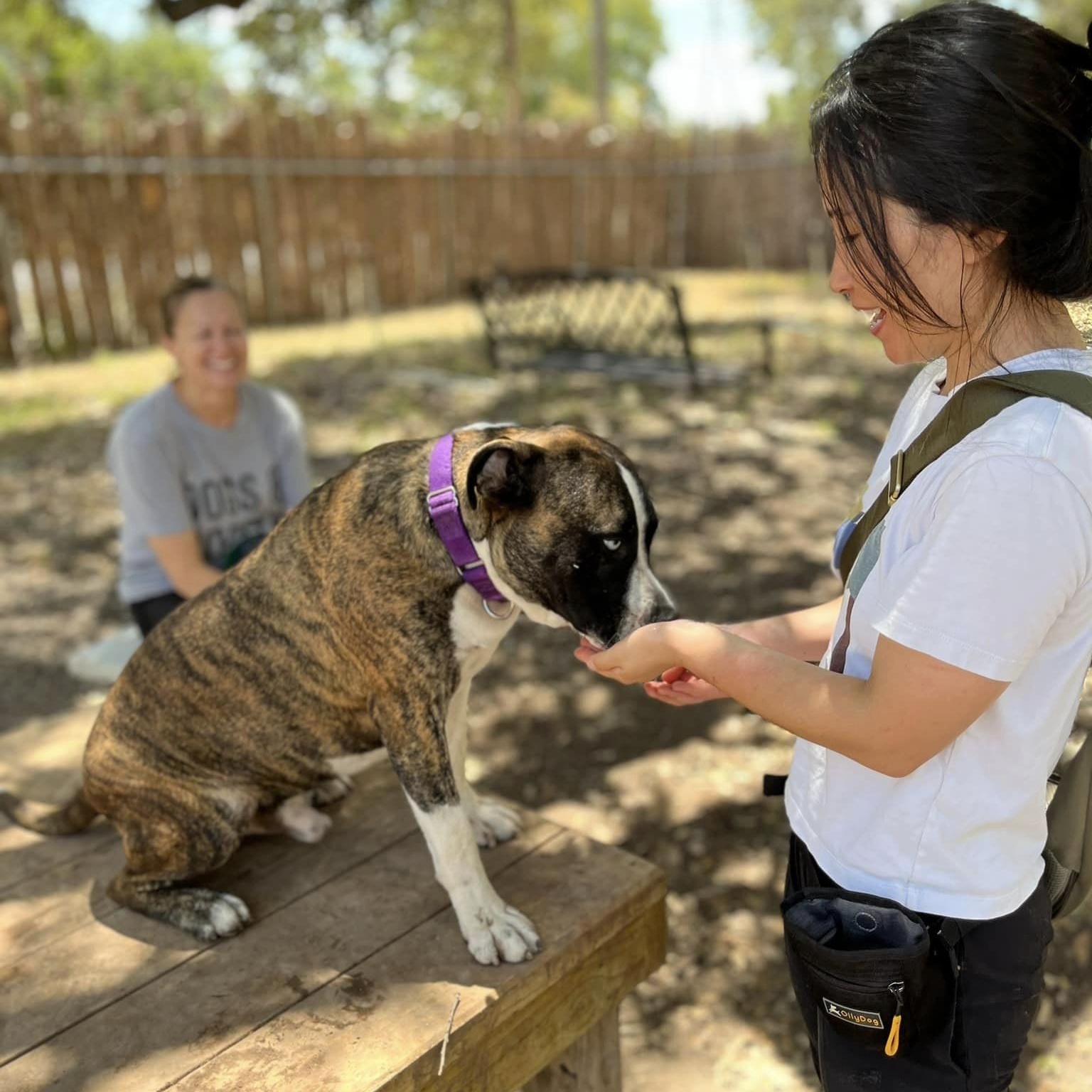 Enlarge Tyler, a Adoptable mixed breed in Georgetown, TX image 2/6