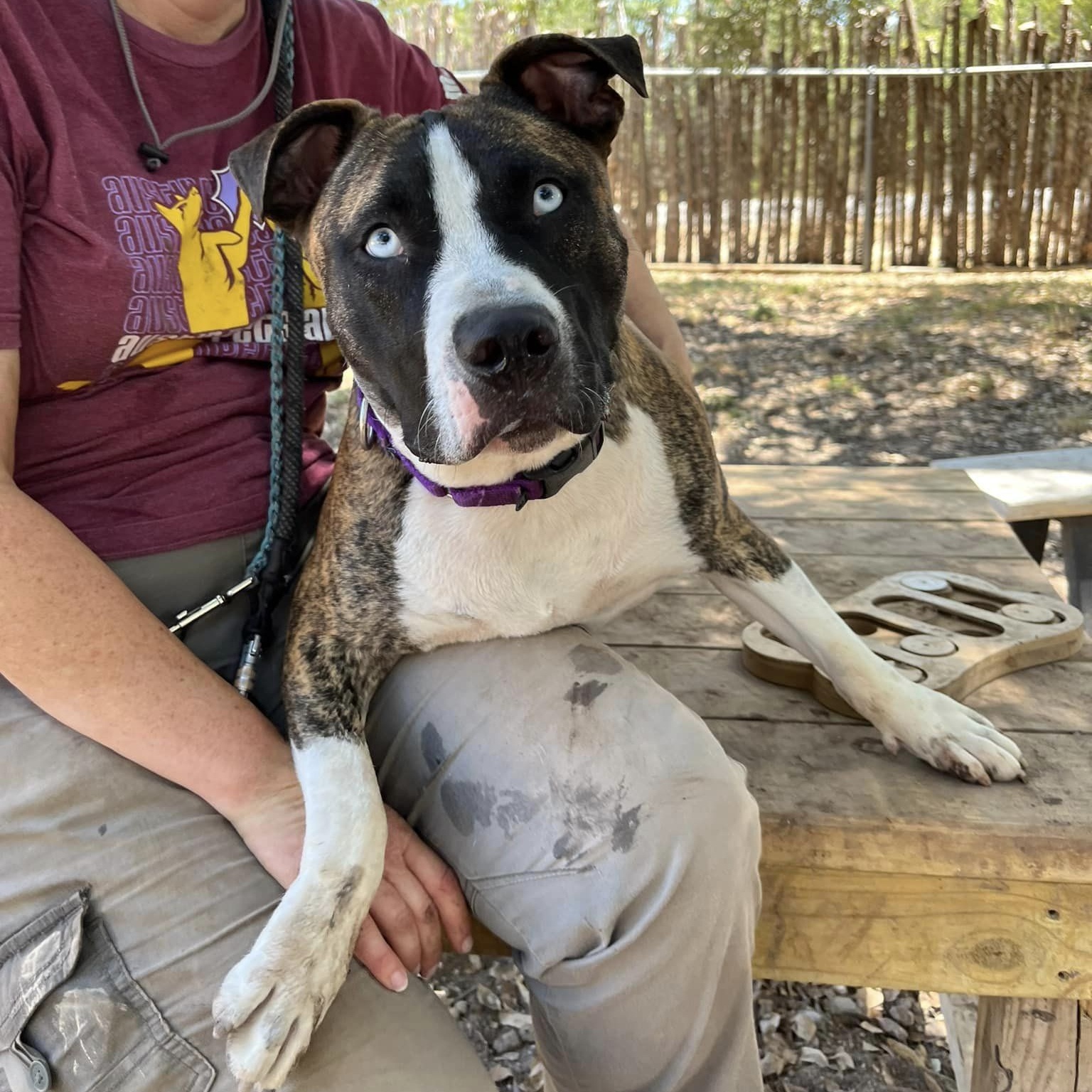 Enlarge Tyler, a Adoptable mixed breed in Georgetown, TX image 3/6
