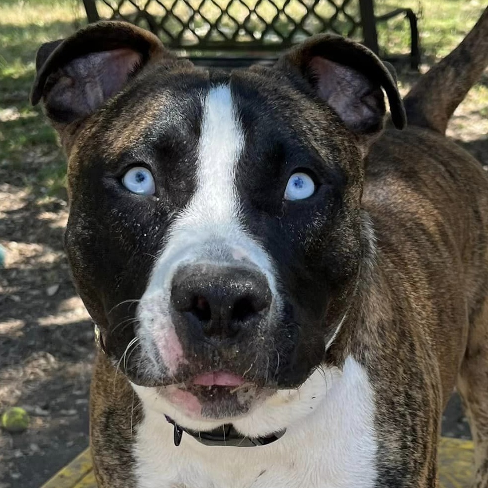 Enlarge Tyler, a Adoptable mixed breed in Georgetown, TX image 4/6