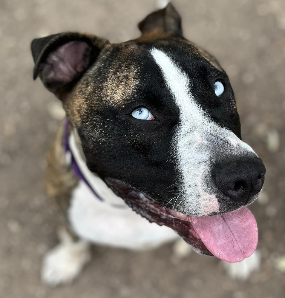 Enlarge Tyler, a Adoptable mixed breed in Georgetown, TX image 5/6