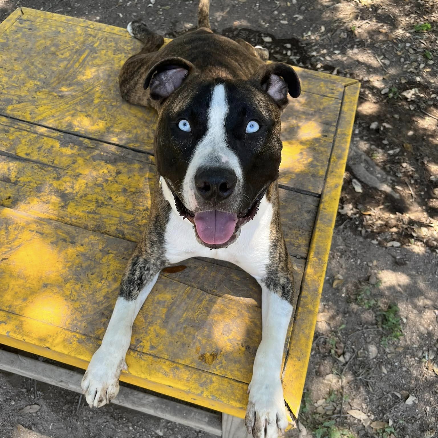 Enlarge Tyler, a Adoptable mixed breed in Georgetown, TX image 6/6