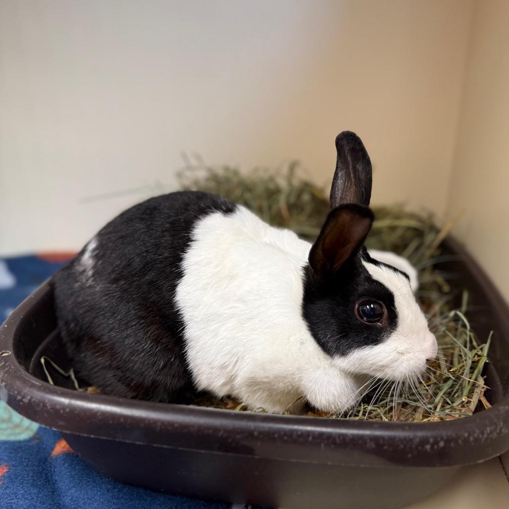 Enlarge Mildred Penelope ("Millie P"), a Adoptable mixed breed in Port Richey, FL image 1/2