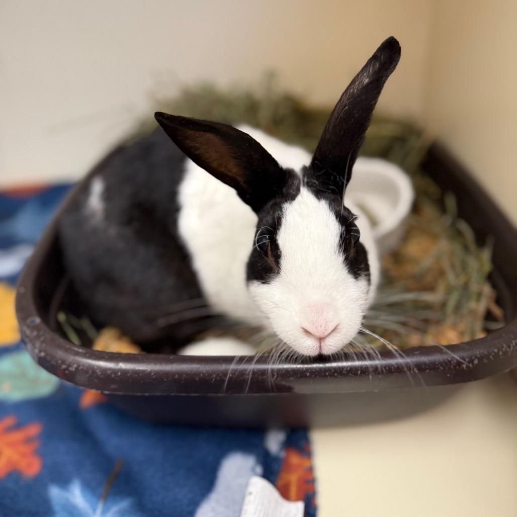 Enlarge Mildred Penelope ("Millie P"), a Adoptable mixed breed in Port Richey, FL image 2/2