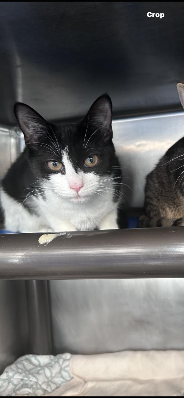 Nova, a Adoptable mixed breed in Staten Island, NY image 1/3