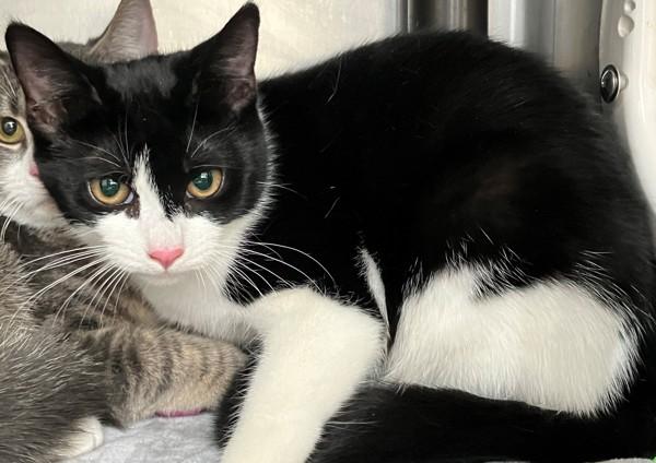 Nova, a Adoptable mixed breed in Staten Island, NY image 2/3