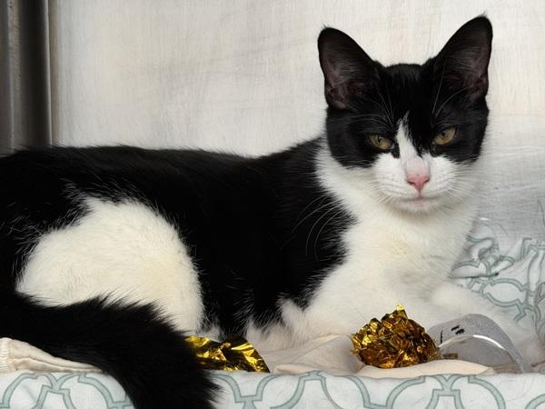 Nova, a Adoptable mixed breed in Staten Island, NY image 3/3