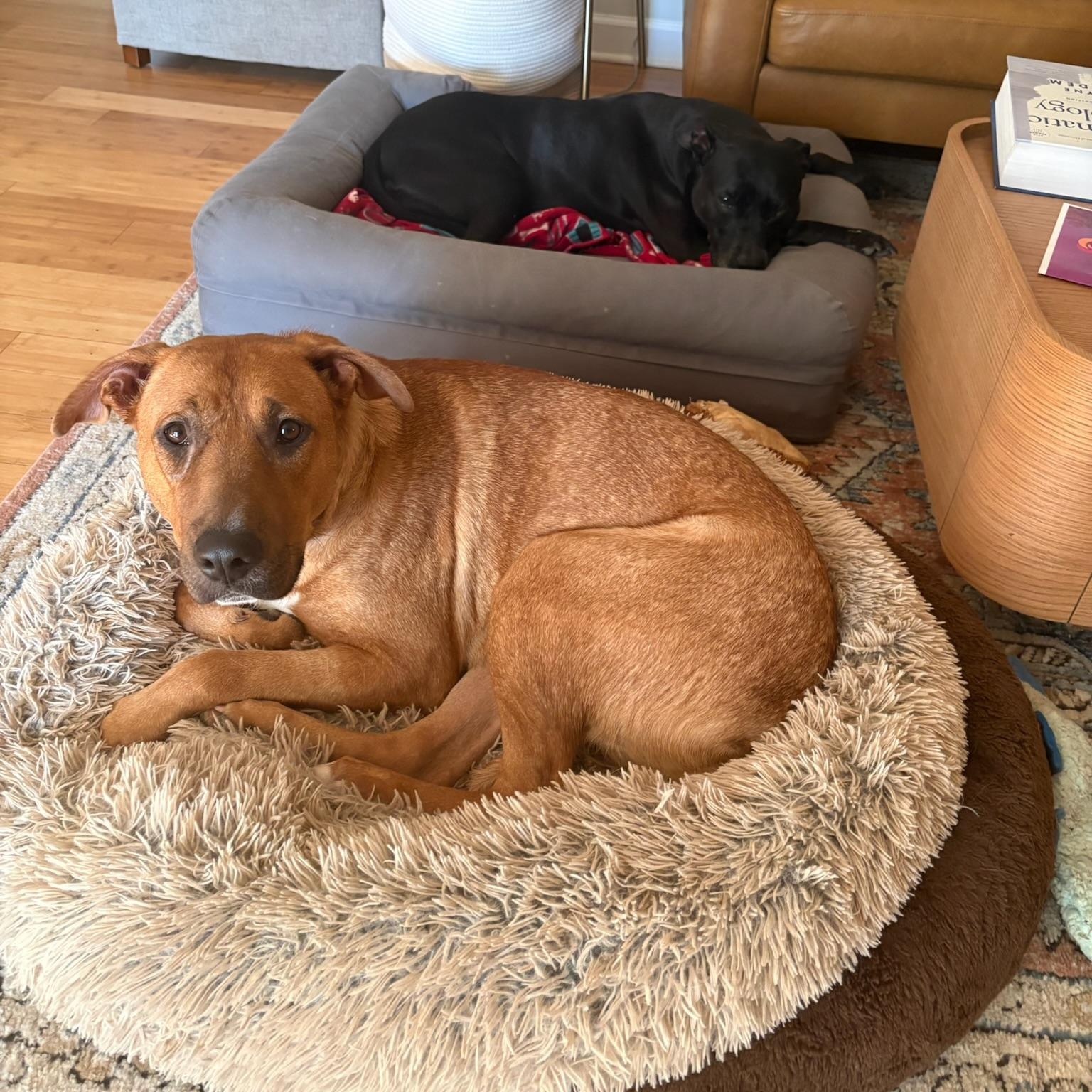 Enlarge Tillie, a Adoptable mixed breed in Charlotte, NC image 5/6