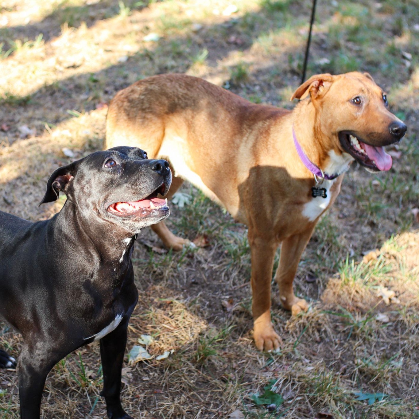 Enlarge Tillie, a Adoptable mixed breed in Charlotte, NC image 6/6