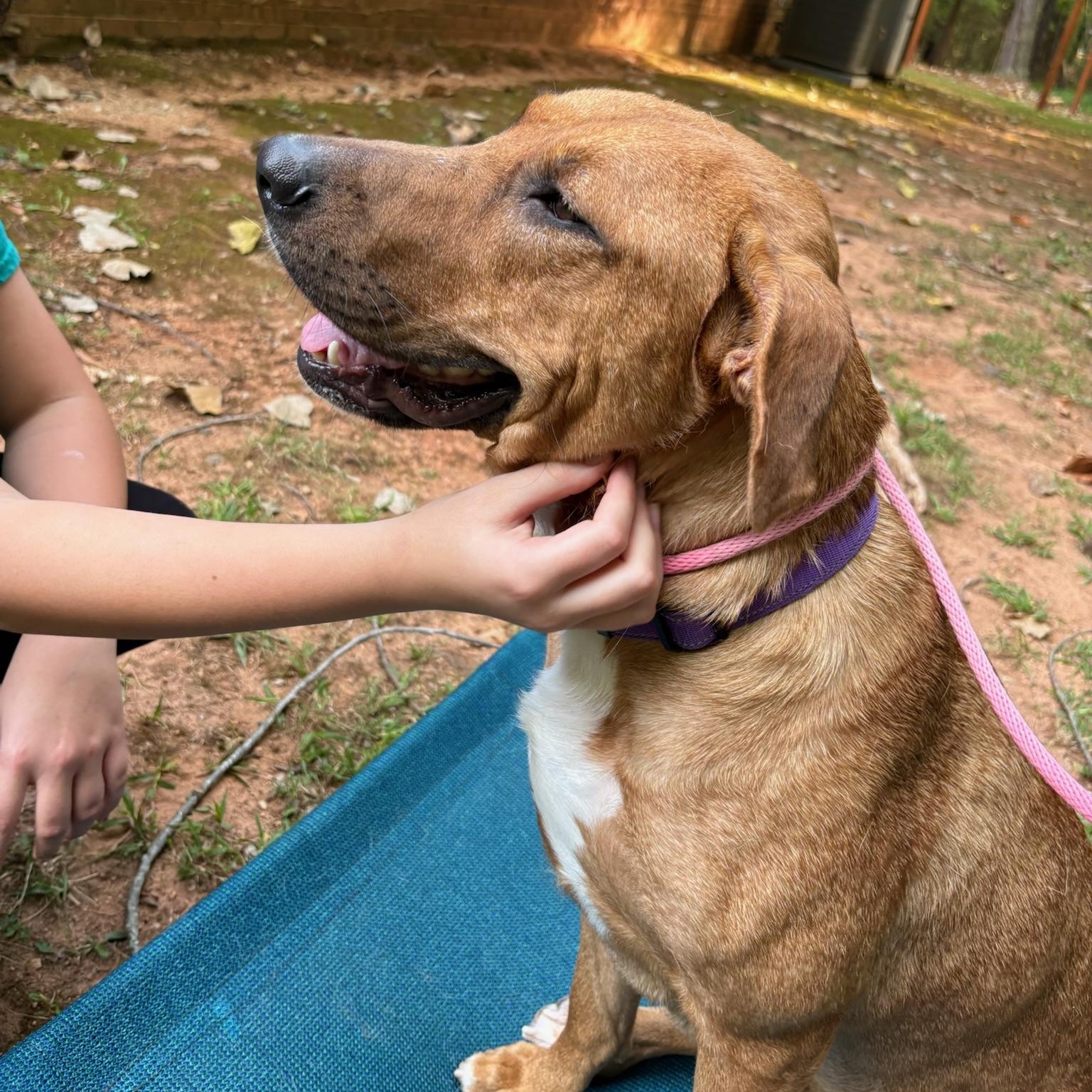 Enlarge Tillie, a Adoptable mixed breed in Charlotte, NC image 3/6