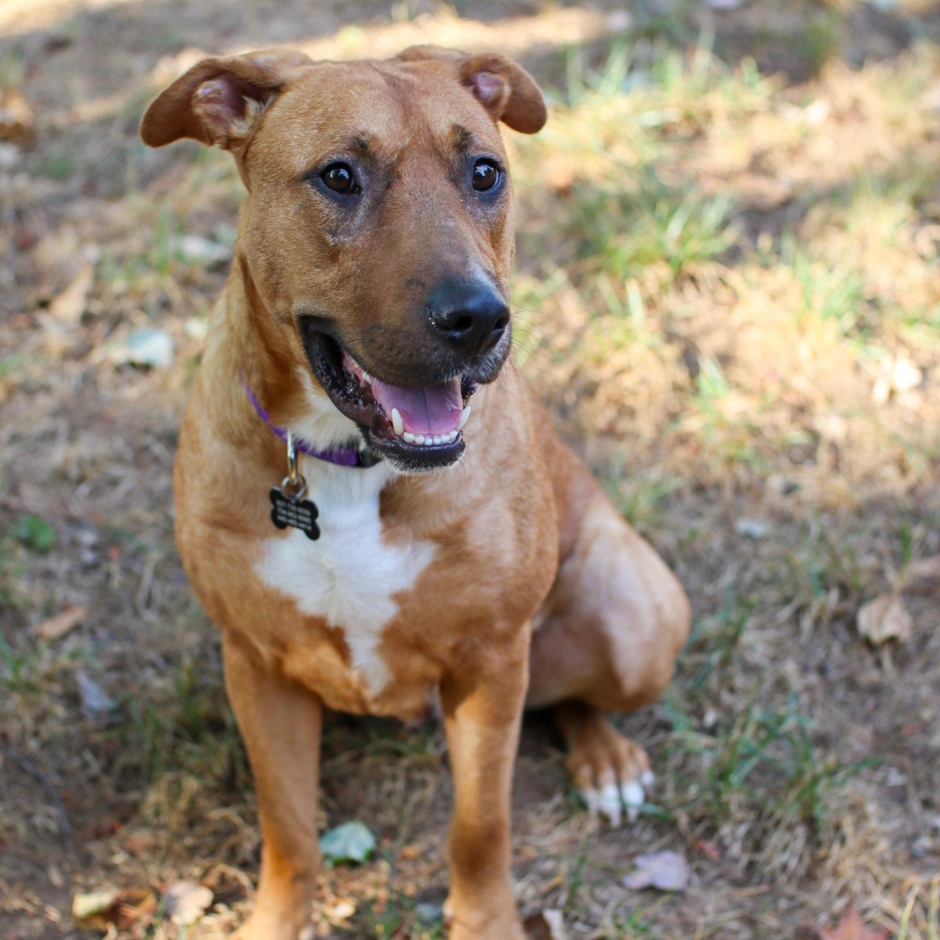 Enlarge Tillie, a Adoptable mixed breed in Charlotte, NC image 2/6