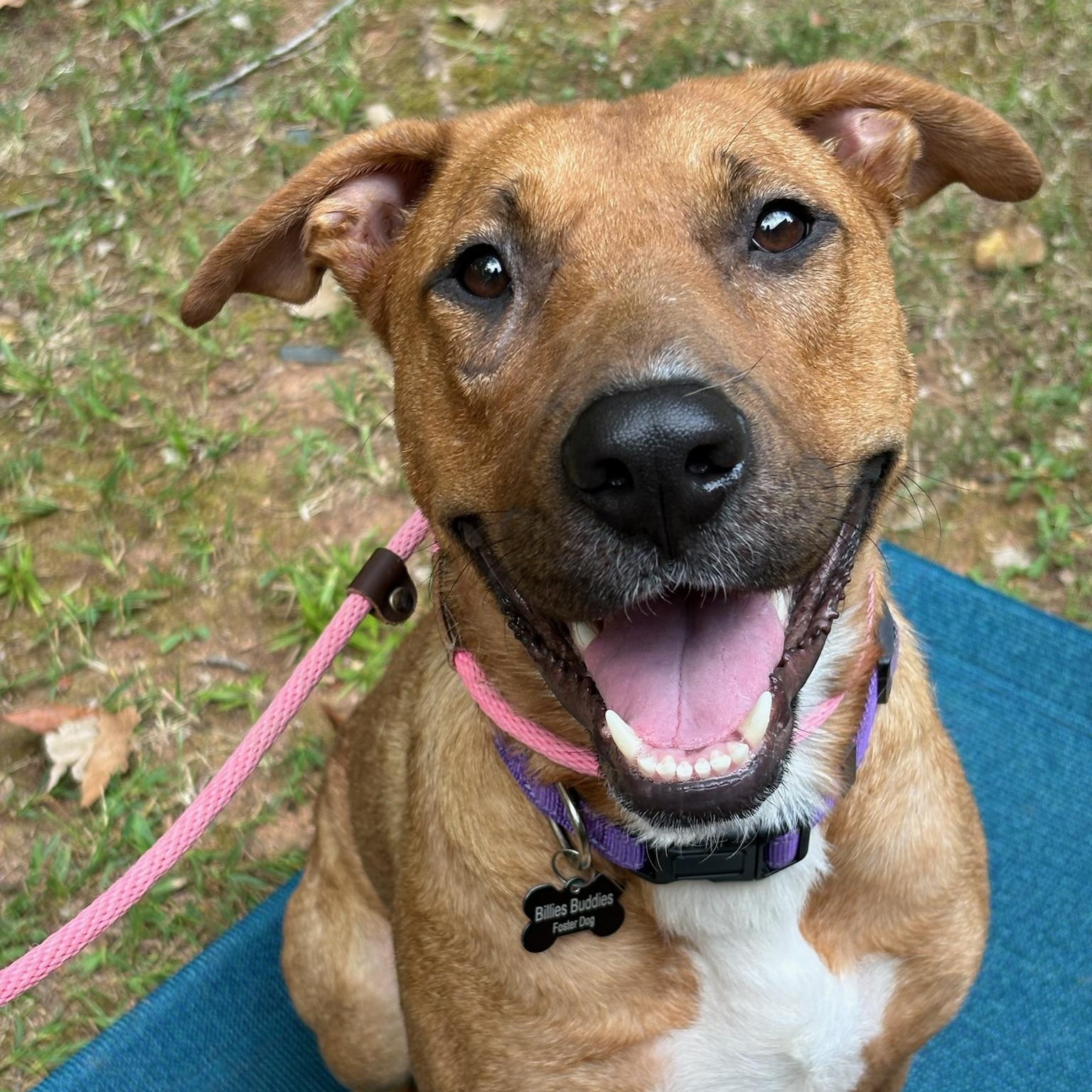 Tillie, Adoptable, Adult Female Labrador Retriever.