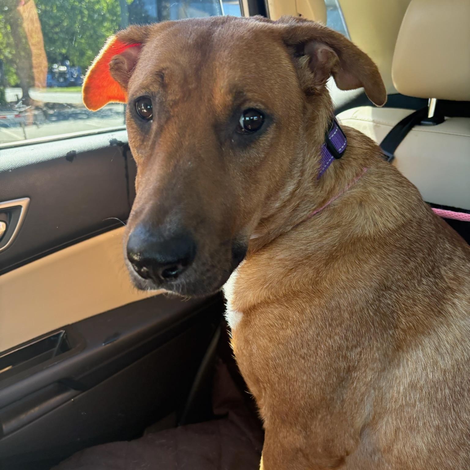 Enlarge Tillie, a Adoptable mixed breed in Charlotte, NC image 4/6
