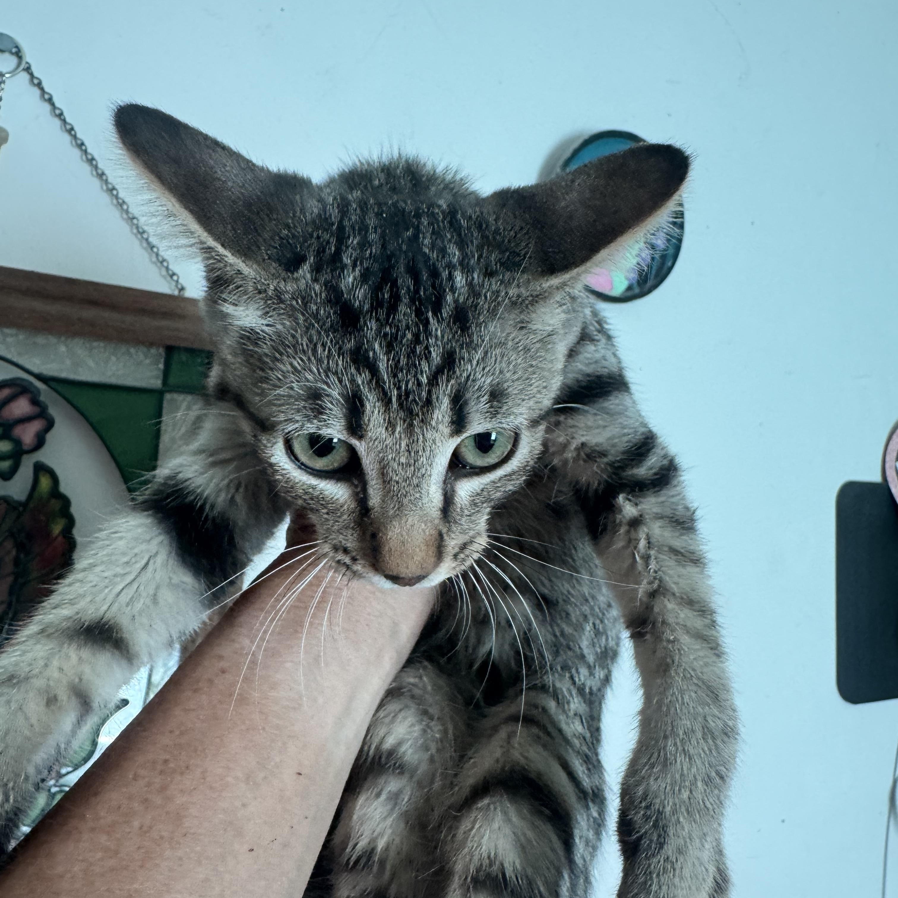 Pepper, ADOPTABLE, Young Male Domestic Short Hair.