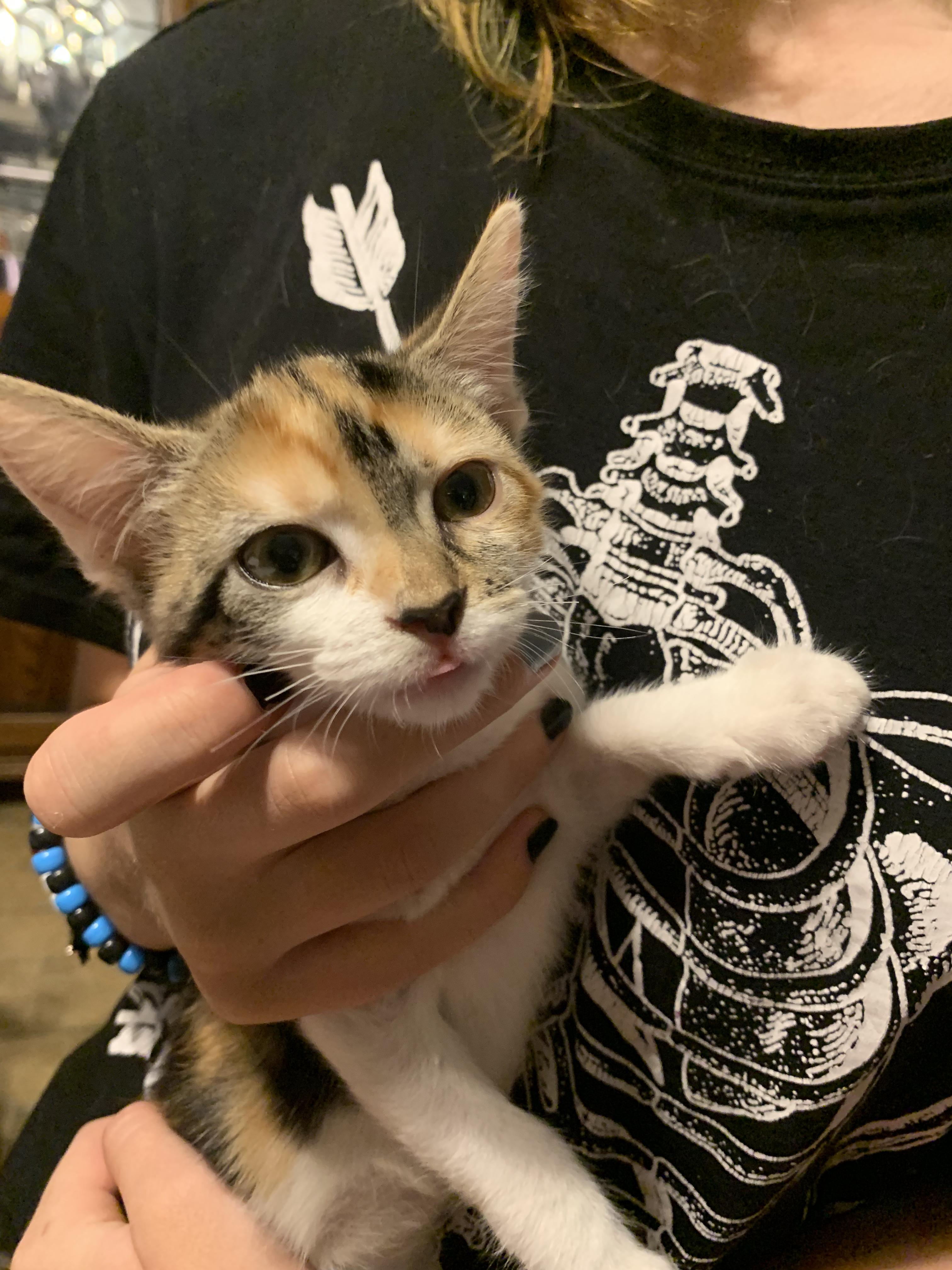 Enlarge Juniper Pearl, a Adopted Calico in Huntington Beach, CA image 3/5