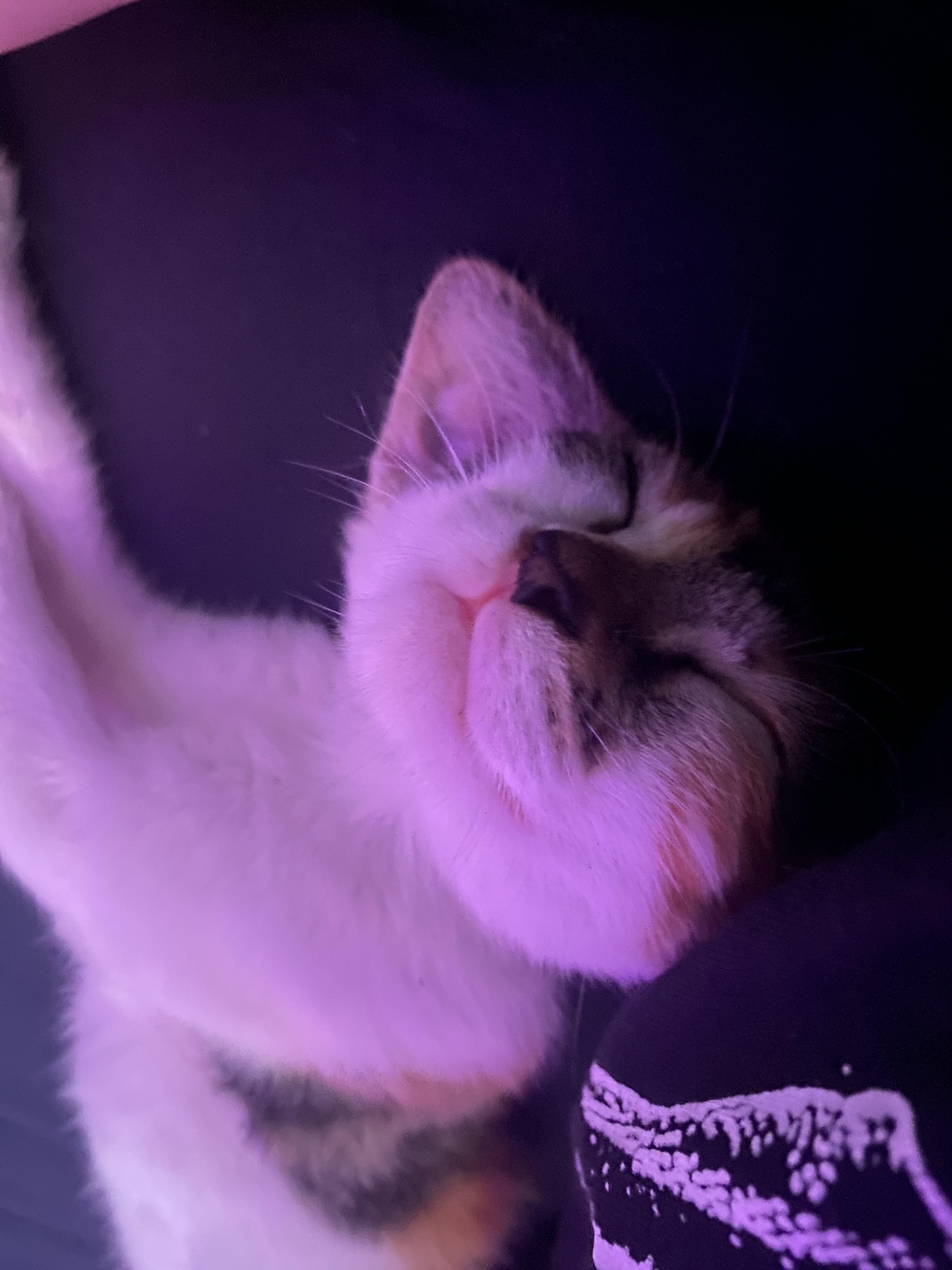 Enlarge Juniper Pearl, a Adopted Calico in Huntington Beach, CA image 4/5