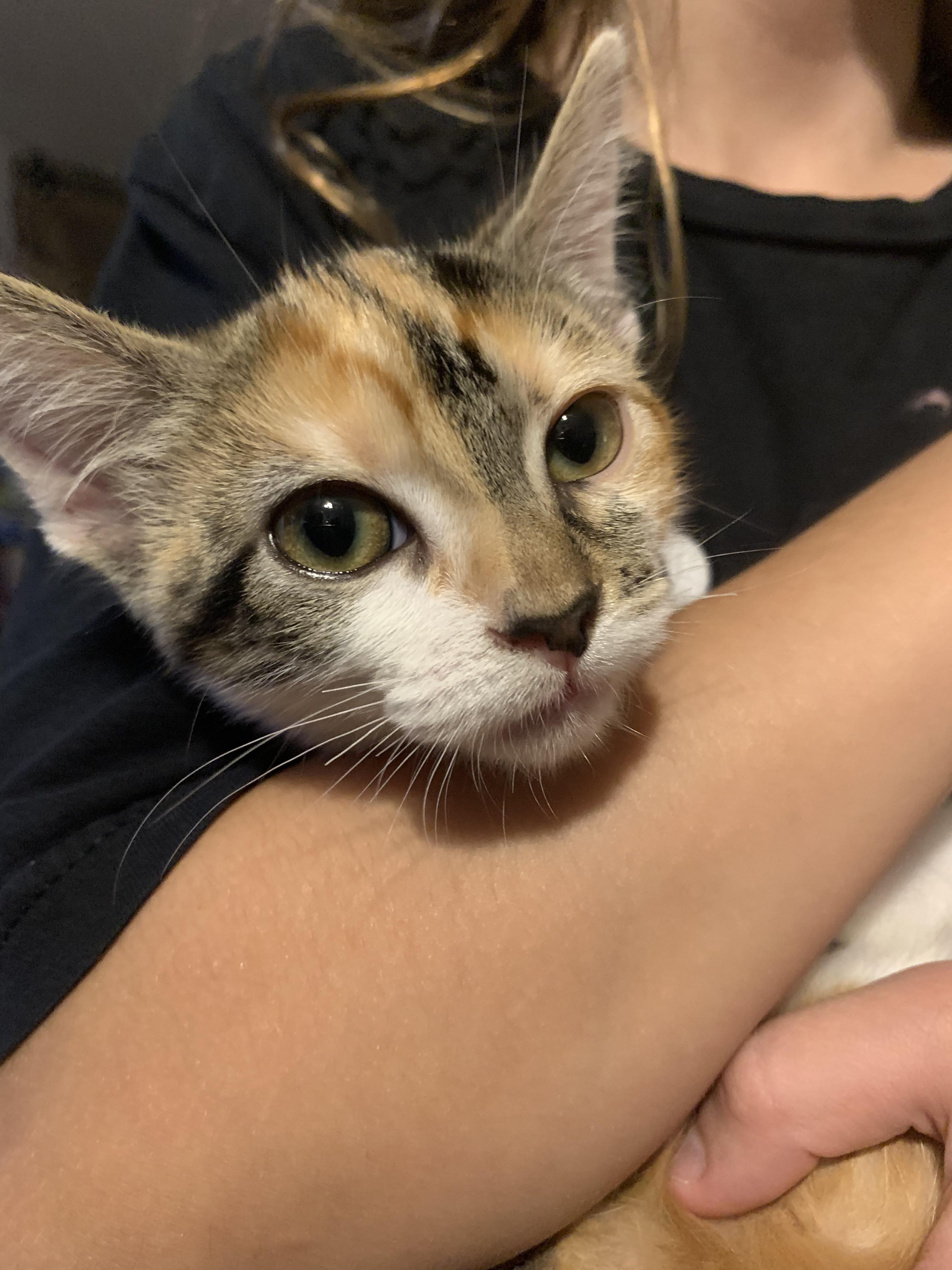 Enlarge Juniper Pearl, a Adopted Calico in Huntington Beach, CA image 2/5