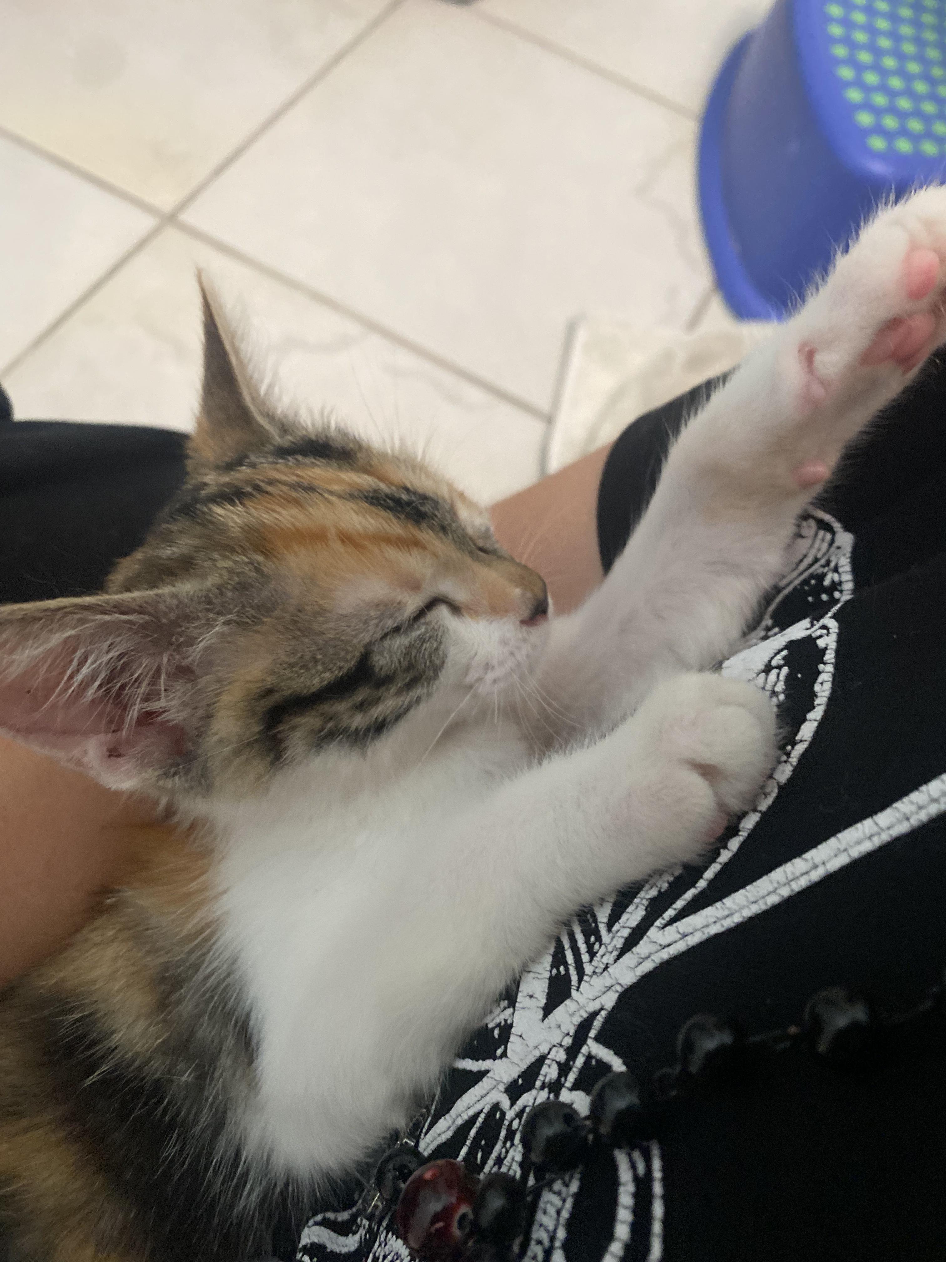 Enlarge Juniper Pearl, a Adopted Calico in Huntington Beach, CA image 5/5