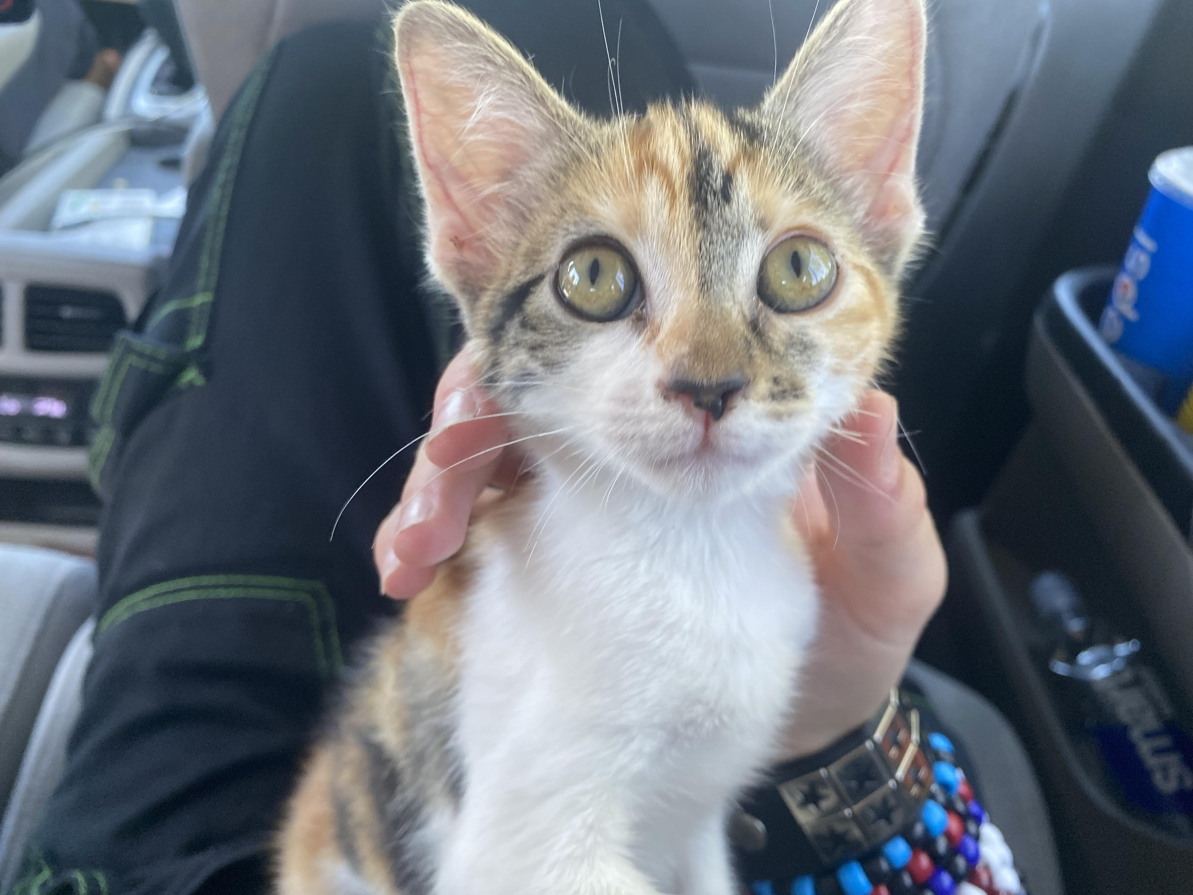 Juniper Pearl, Adopted, Young Female Calico.