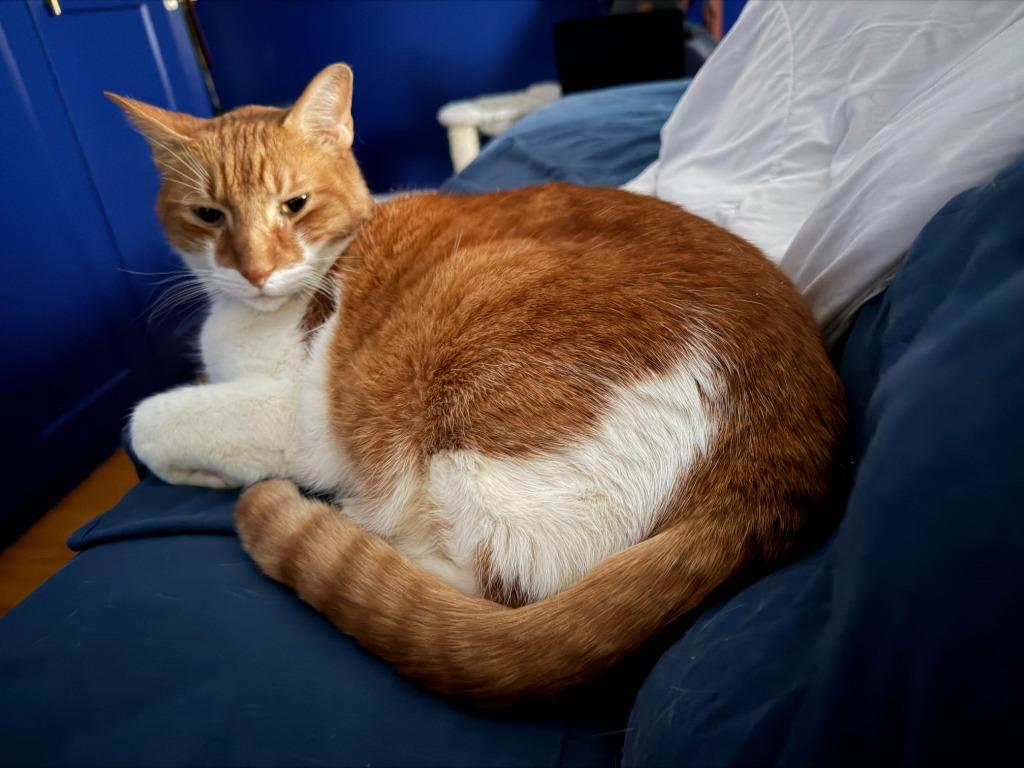 Enlarge Rex: adoption pending, a Adoptable mixed breed in New York, NY image 3/4