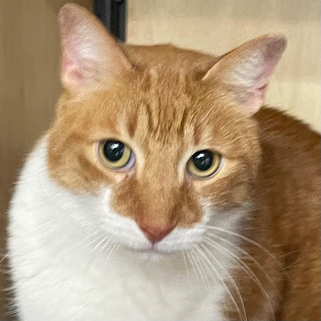 Enlarge Rex: adoption pending, a Adoptable mixed breed in New York, NY image 4/4