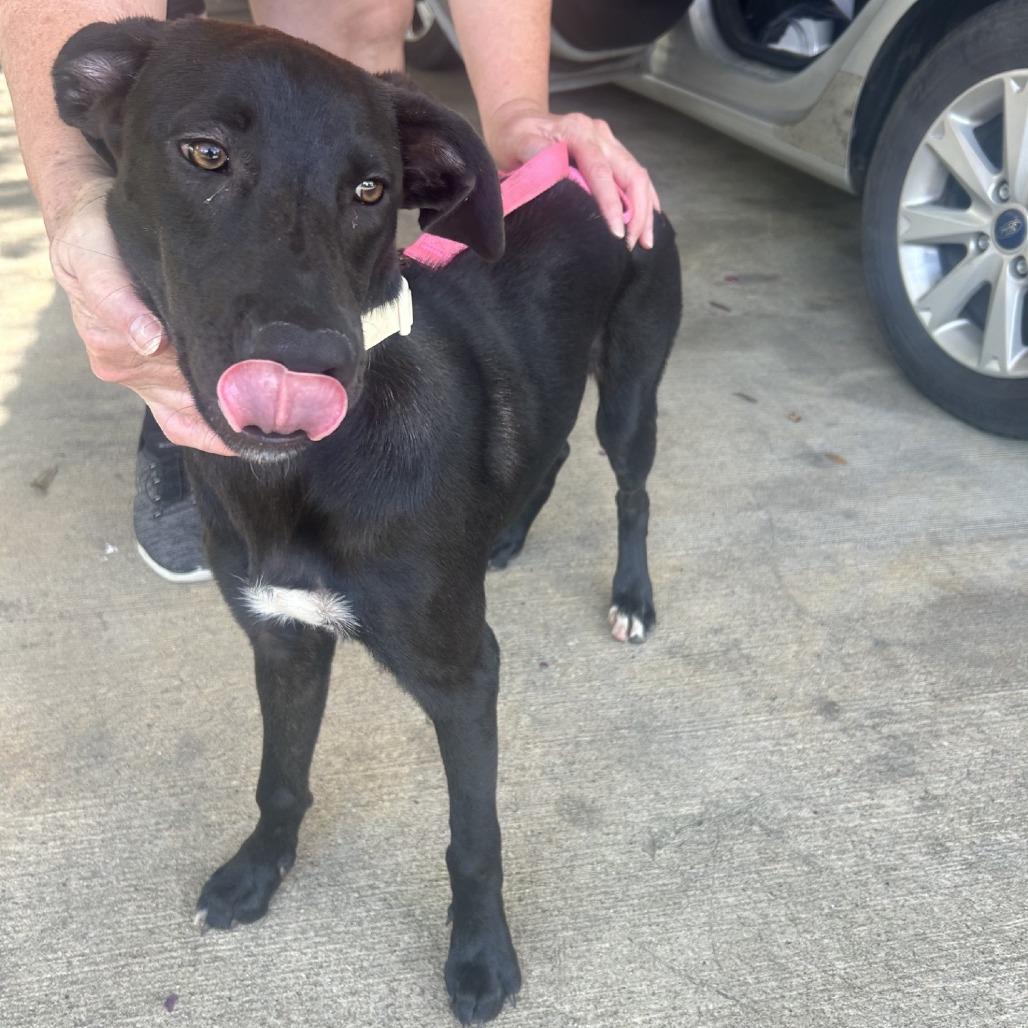 Flora, Adoptable, Young Female Mixed Breed.