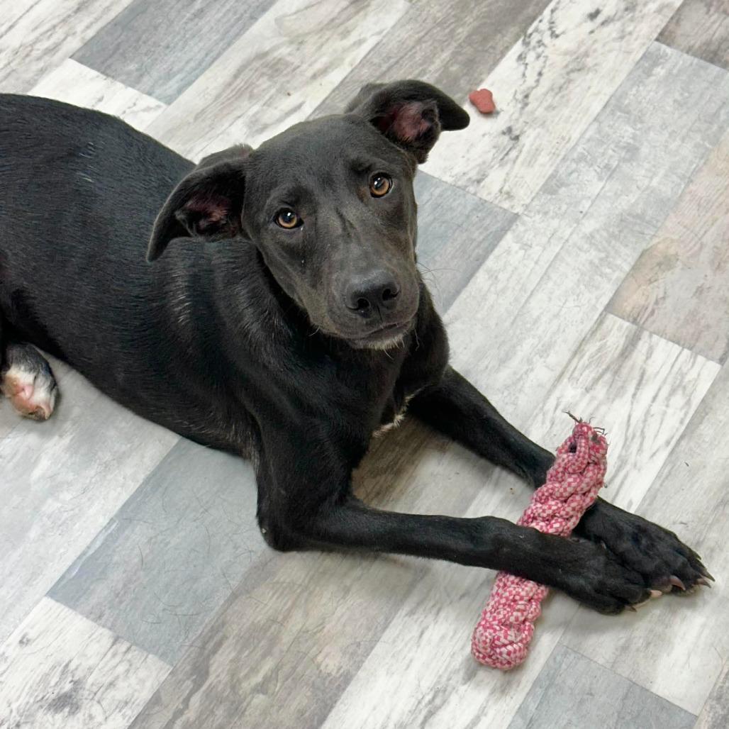 Flora, a Adoptable Mixed Breed in Lufkin, TX image 2/4