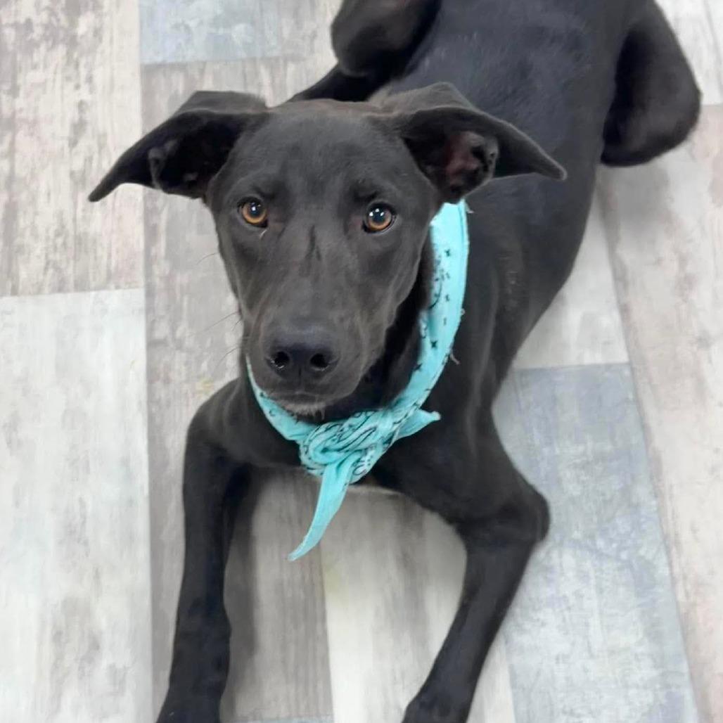 Flora, a Adoptable Mixed Breed in Lufkin, TX image 3/4